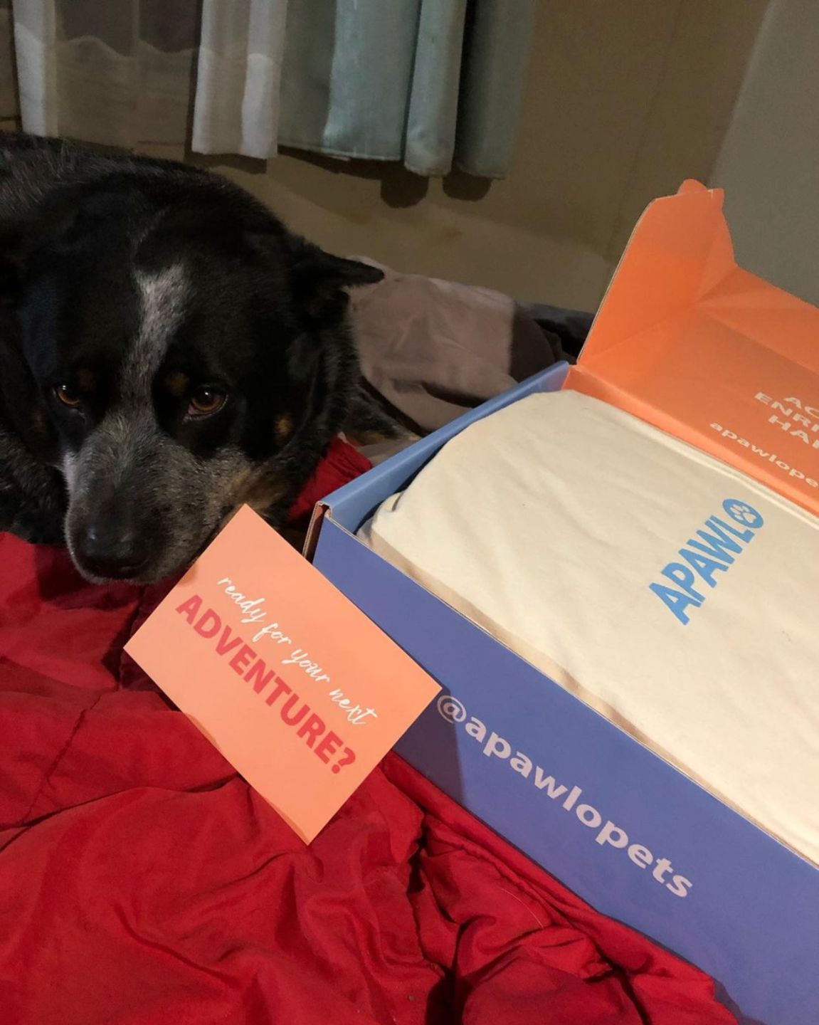 Customer photo review of 4-in-1 Dog Car Seat Cover