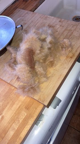 Customer photo review of Pet Pro Grooming Tool