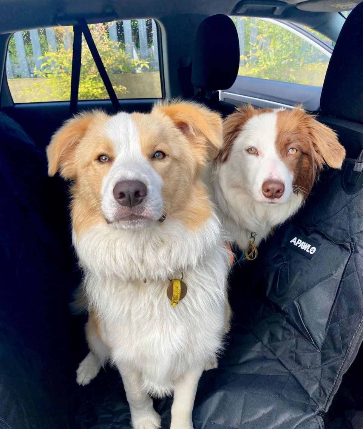 Customer photo review of 4-in-1 Dog Car Seat Cover