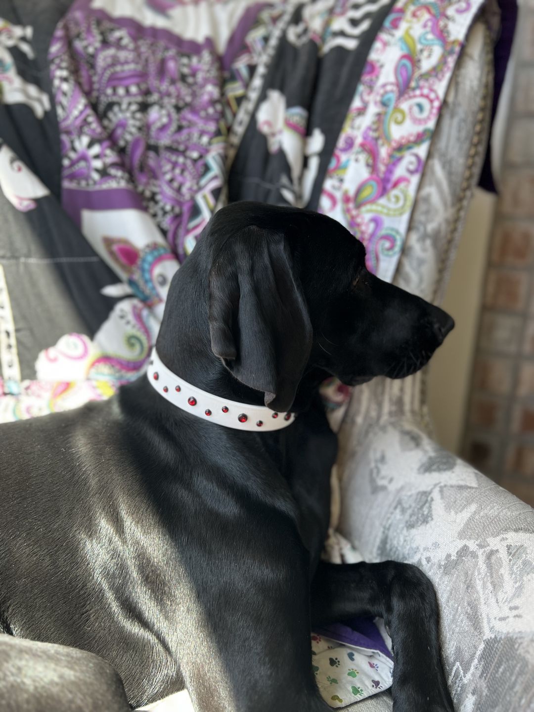 Customer photo review of The 'Bijou' Collar