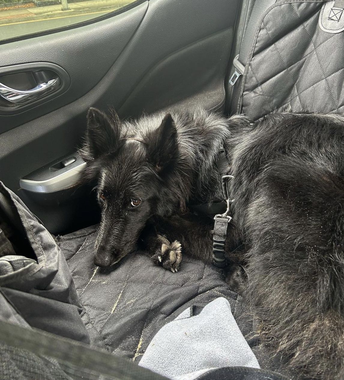 Customer photo review of 4-in-1 Dog Car Seat Cover