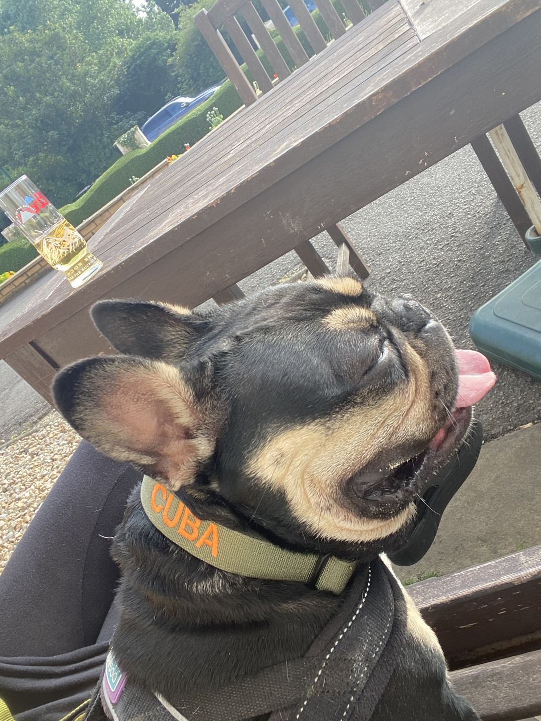 Customer photo review of 2.5cm Combat® Collar | With Handle & Rated Clip - Khaki v2.0