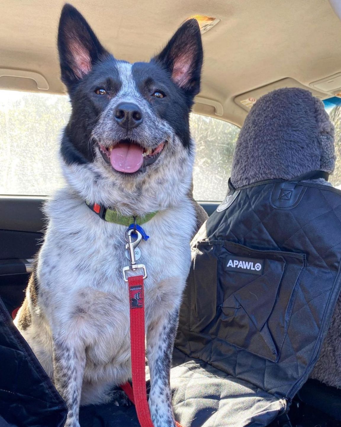 Customer photo review of 4-in-1 Dog Car Seat Cover