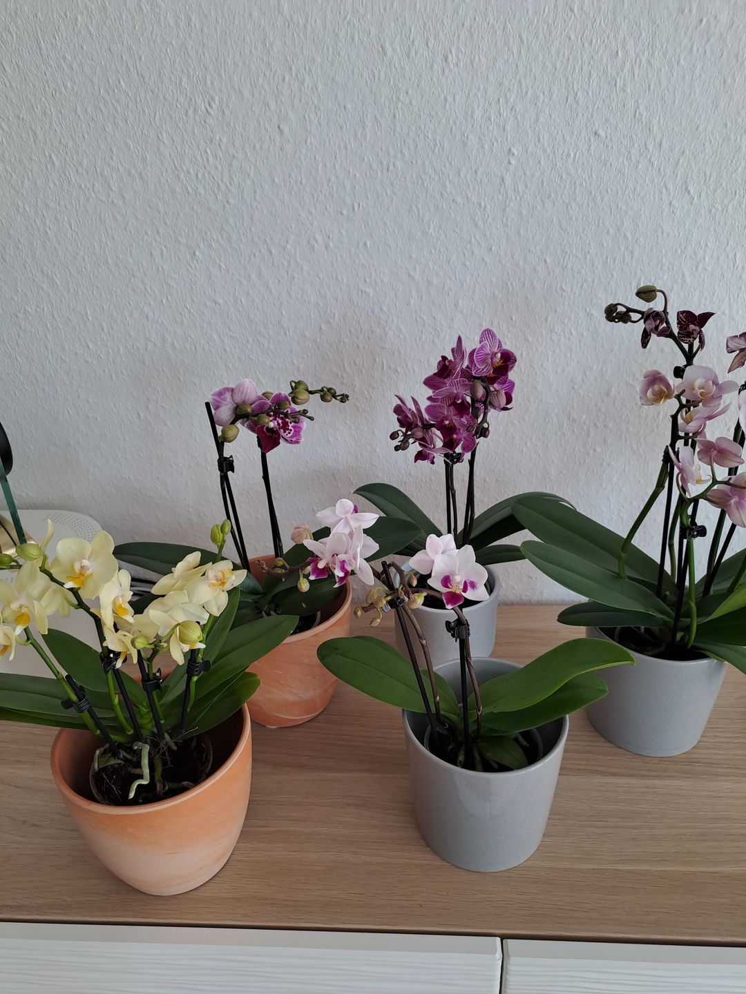 Customer photo review of Table Dance Linz mit weißen Blüten und lila Lippe und 2+ Stielen