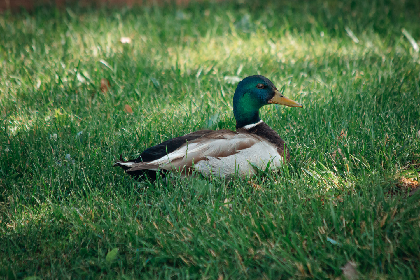 Customer photo review of NATURE LIGHTROOM PRESETS