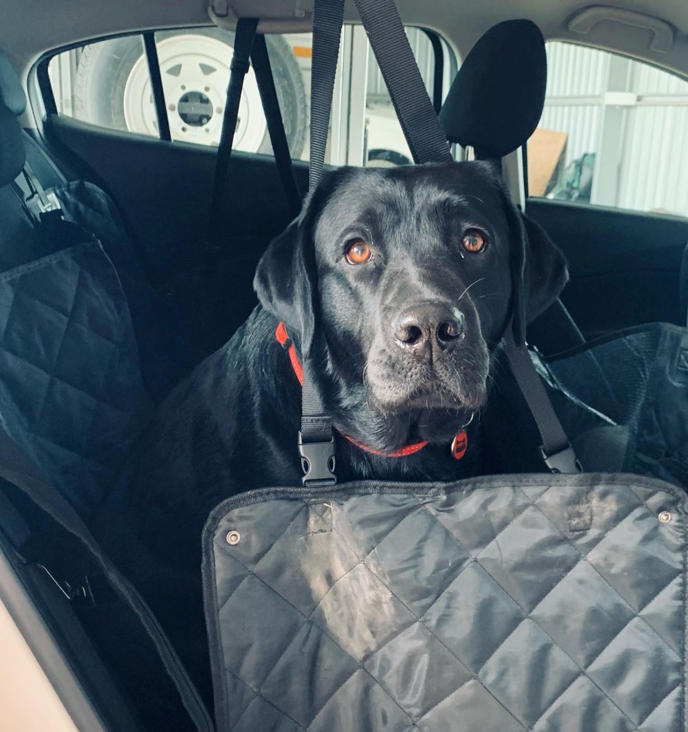 Customer photo review of 4-in-1 Dog Car Seat Cover