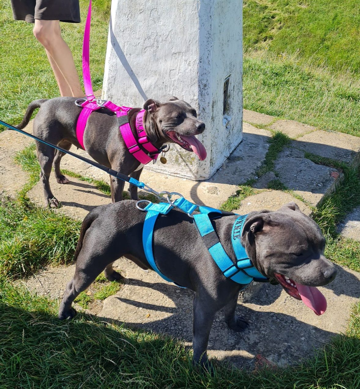 Customer photo review of TRI-Harness® | Anti-Pull, Adjustable & Durable - Dog Trainers Choice -  Light Blue v2.0