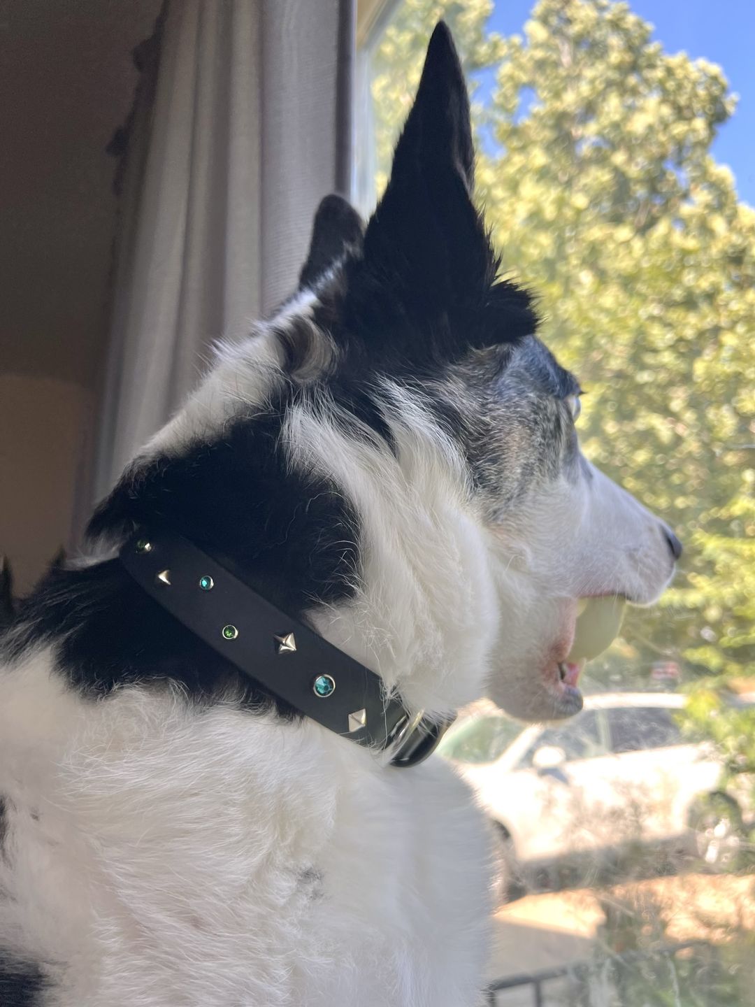 Customer photo review of The 'Bijou' Collar