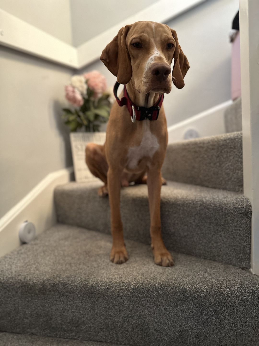 Customer photo review of 4cm Combat® Collar | With Handle & Rated Clip - Burgundy v2.0