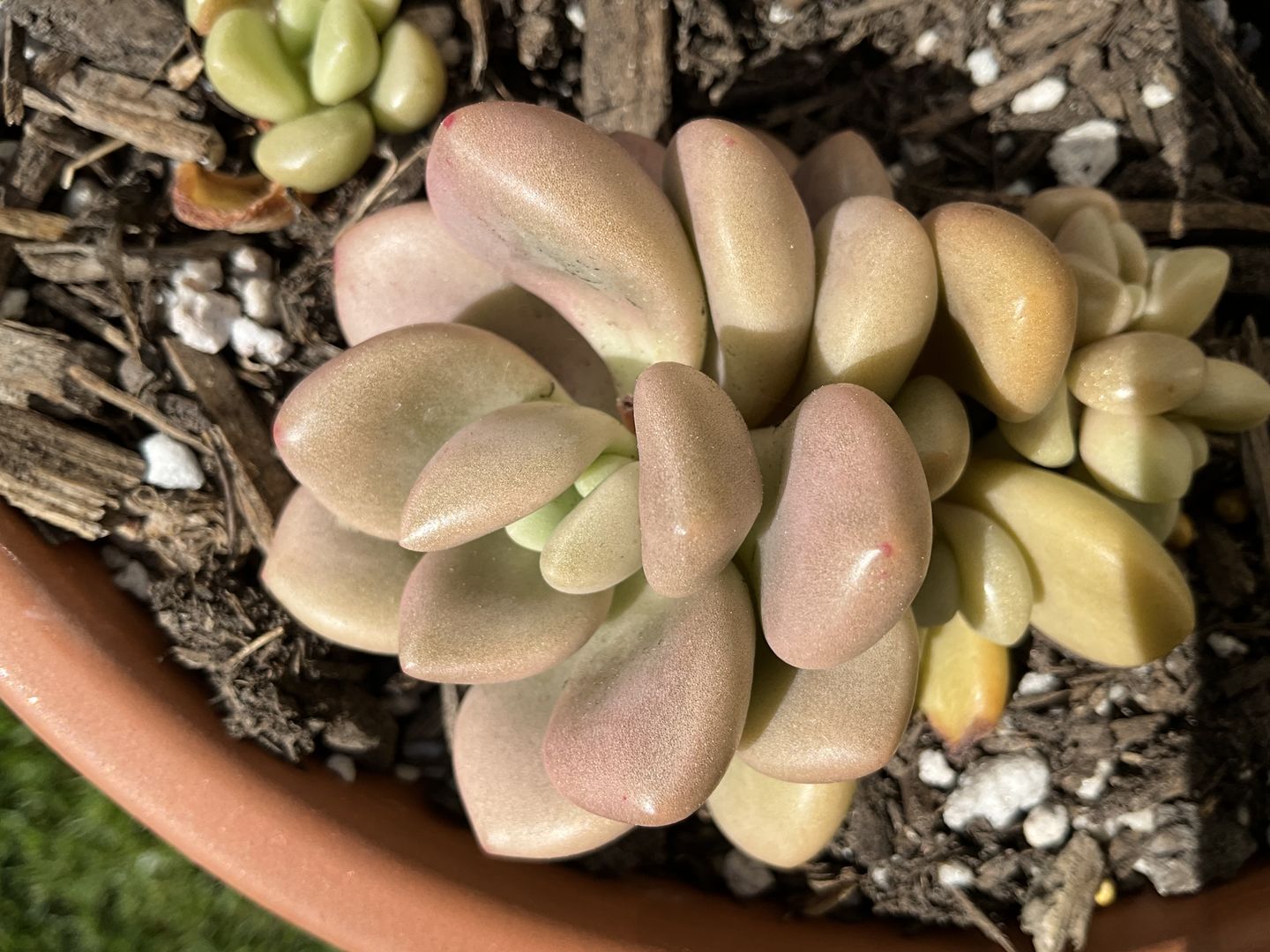 Customer photo review of Graptoveria 'avant-garde'