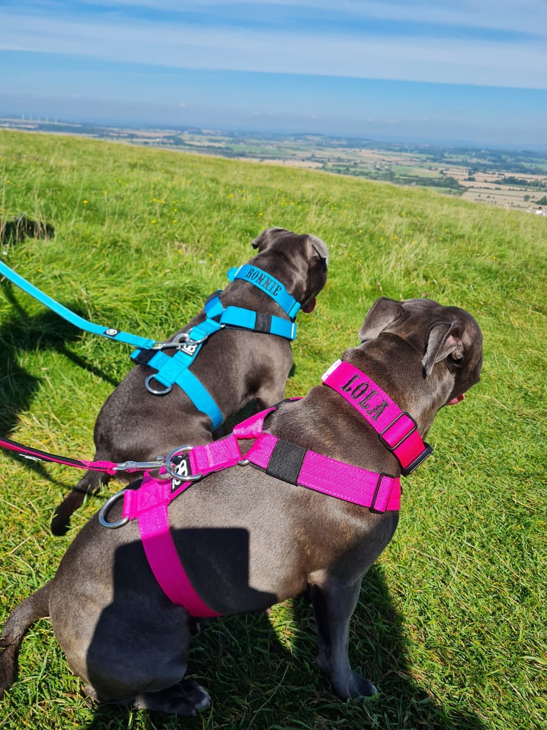 Customer photo review of 4cm Combat® Collar | With Handle & Rated Clip - Magenta v2.0