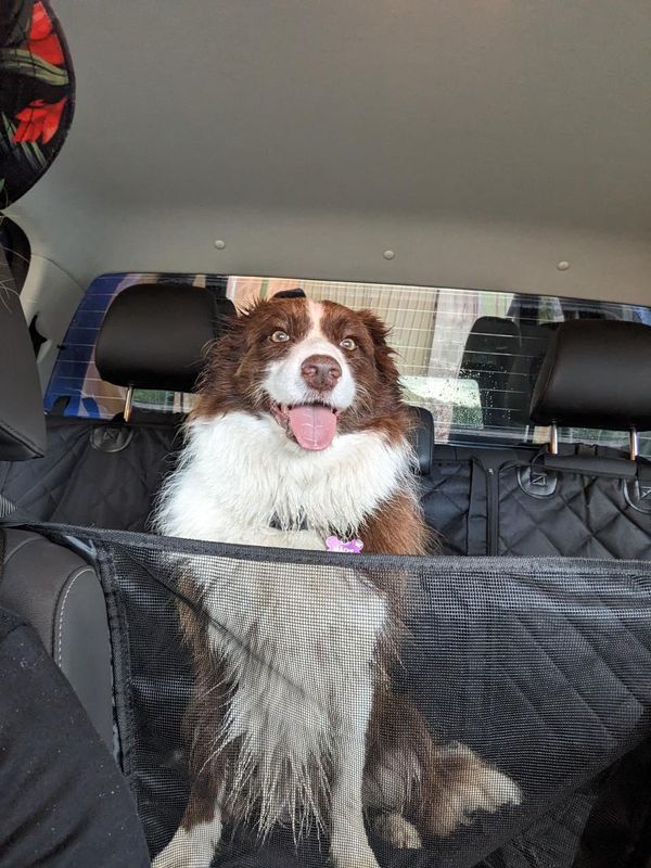 Customer photo review of 4-in-1 Dog Car Seat Cover