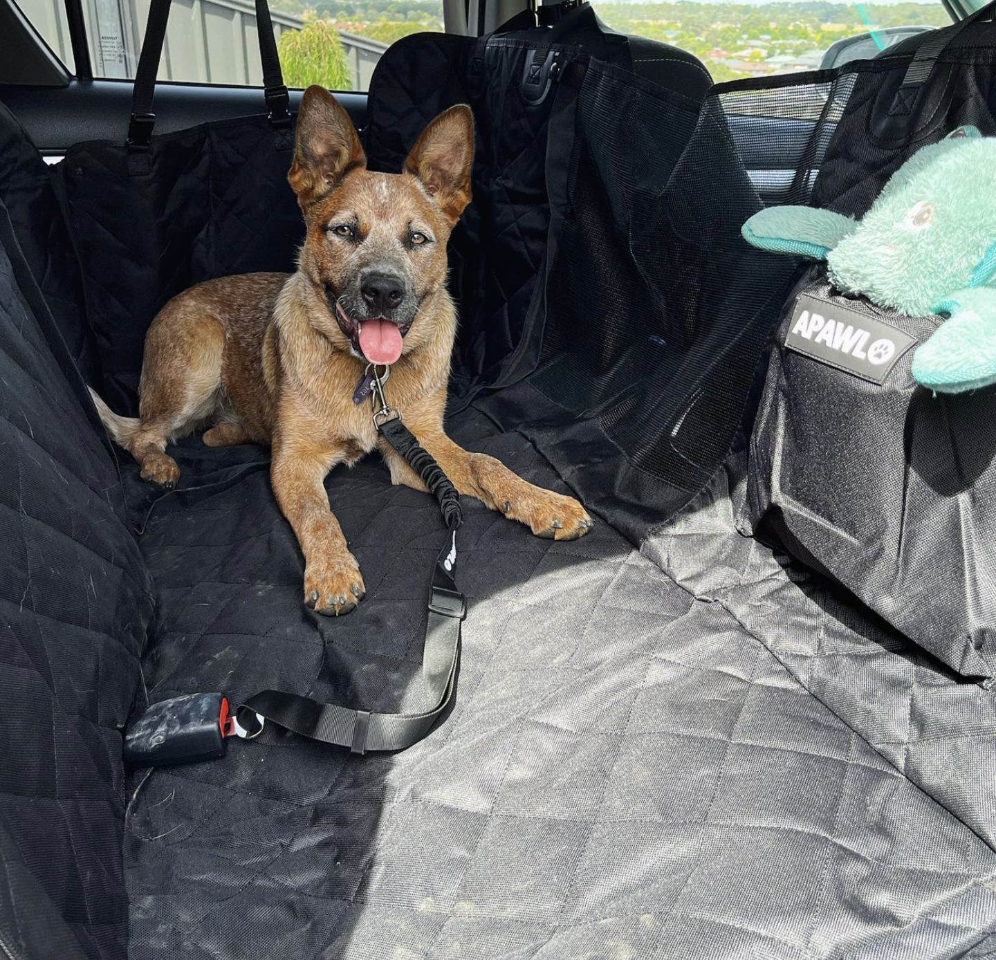 Customer photo review of 4-in-1 Dog Car Seat Cover