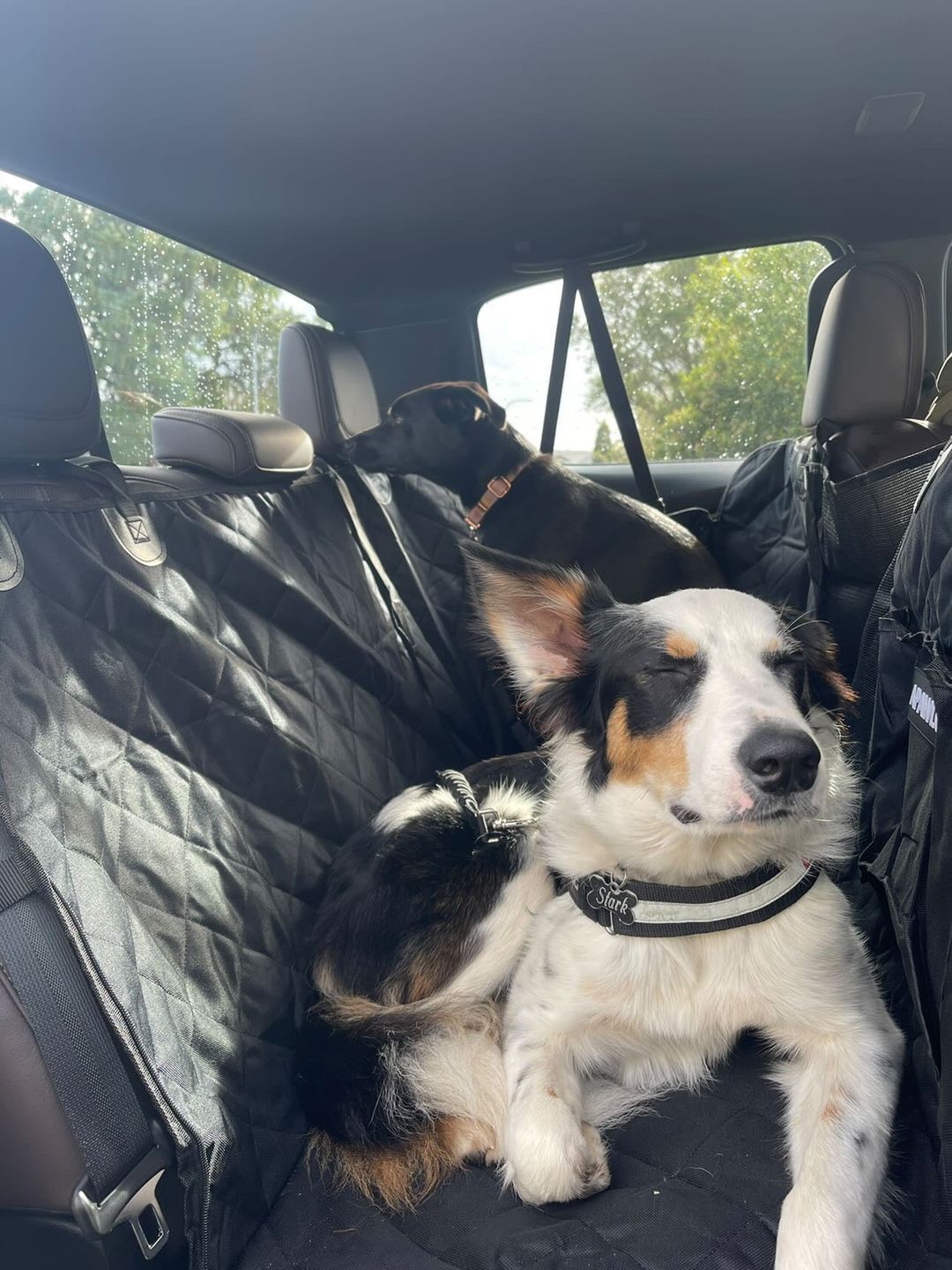 Customer photo review of 4-in-1 Dog Car Seat Cover