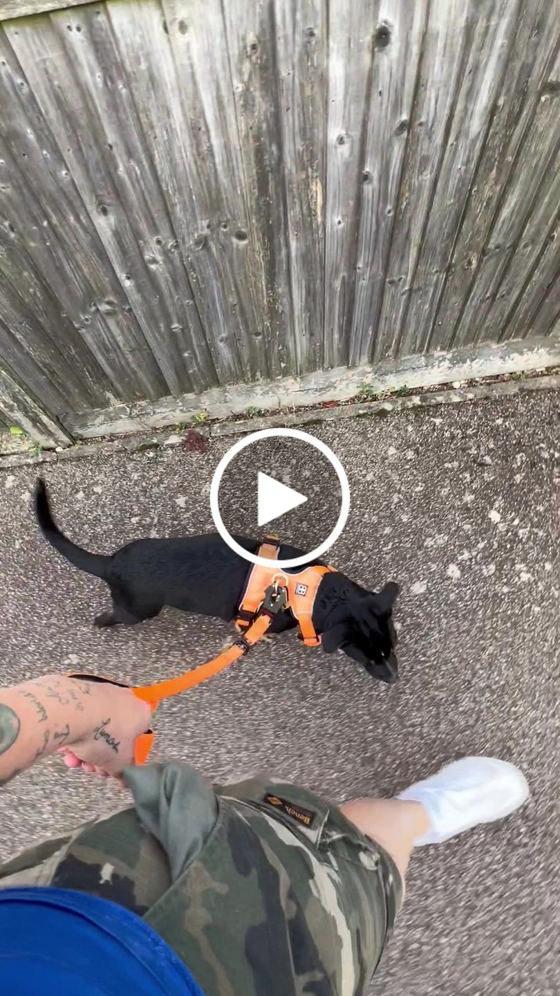 Customer video review of Premium Comfort Harness | Non Restrictive & Adjustable - Orange v2.0