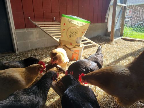 Customer photo review of GrubTerra Dried Black Soldier Fly Larvae