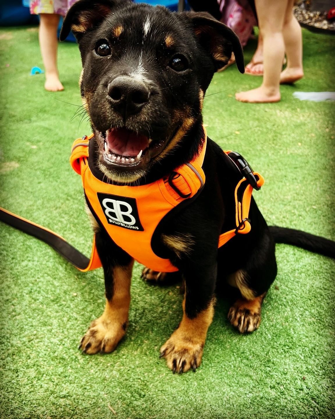 Customer photo review of 1.4m Swivel Combat Lead | Neoprene Lined, Secure Rated Clip with Soft Handle - Orange