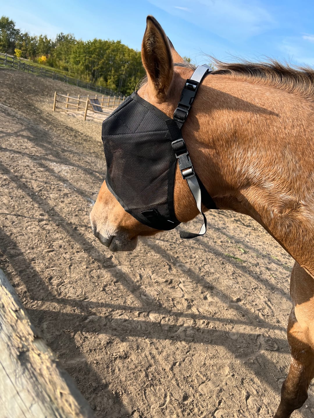 Customer photo review of EquiVizor Fly Mask - Standard