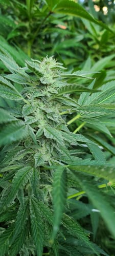 Customer photo review of Advanced Nutrients B-52
