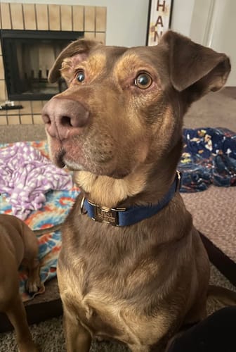 Customer photo review of Collar de perro personalizable