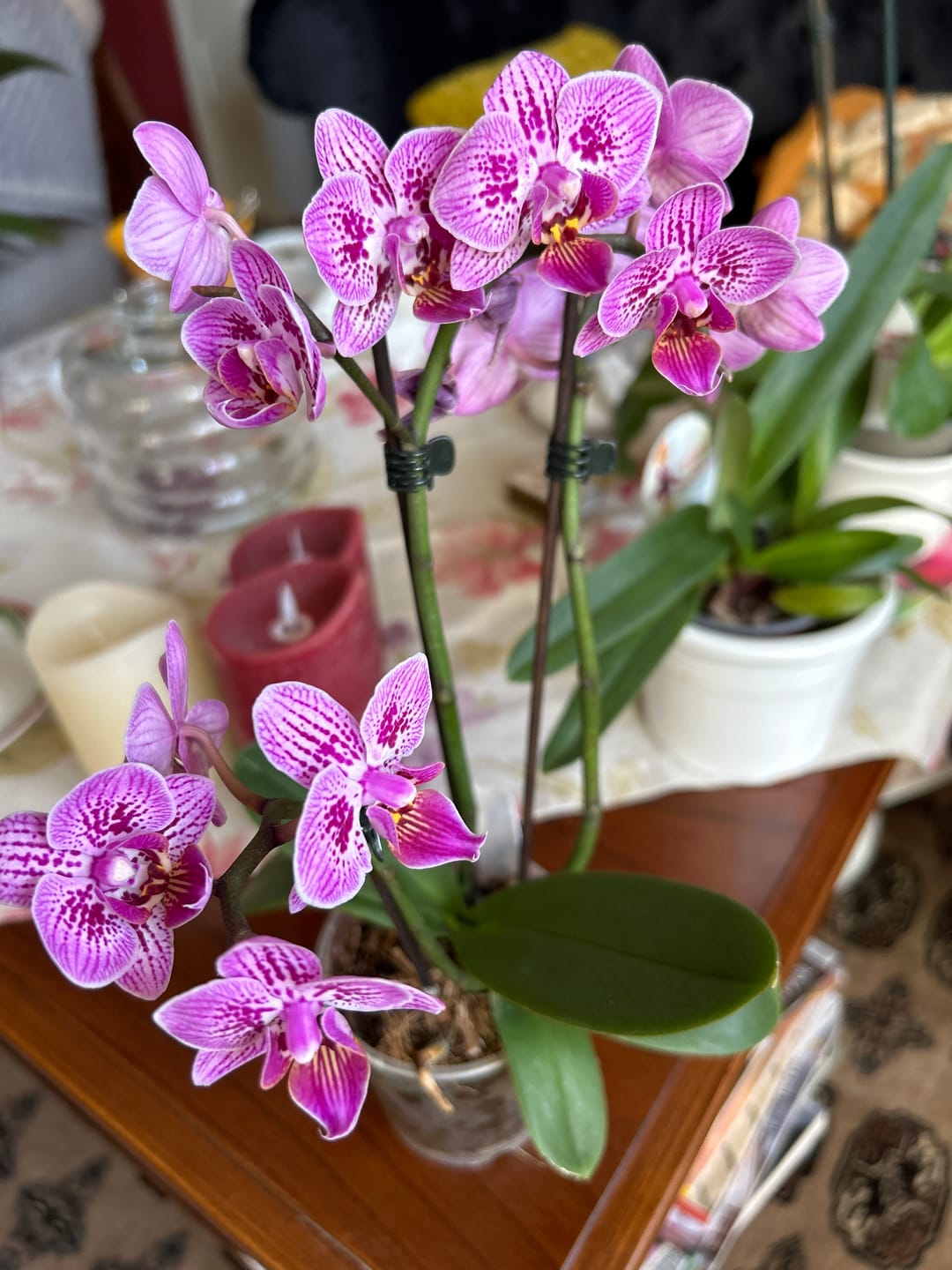 Customer photo review of Table Dance Aliyah Spots mit lila-rosa gefleckten Blüten mit 2+ Stielen