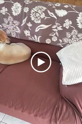 Customer video review of Marron - Housses Extensibles de Fauteuil et Canapé