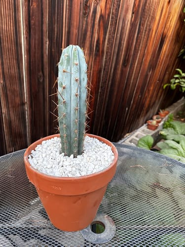 Customer photo review of Peruvian Torch Cactus | Trichocereus peruvianus | Echinopsis peruviana