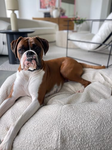 Customer photo review of Bouclé Doughnut Bed (Tough Cover)
