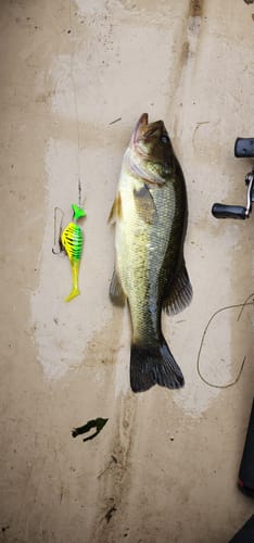 Customer photo review of Headbanger Shad 4.5"