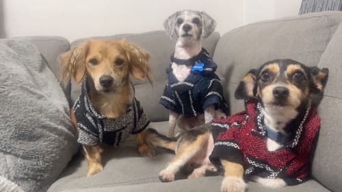 Customer photo review of Playa Poncho - Surprise Color