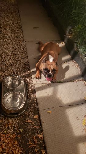 Customer photo review of K9 Choice - Beef Plus 9.1kg/20lb - Frozen Raw Dog Food