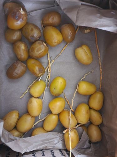 Customer photo review of Organic Yellow Barhi Dates (Khalal Barhi Dates)