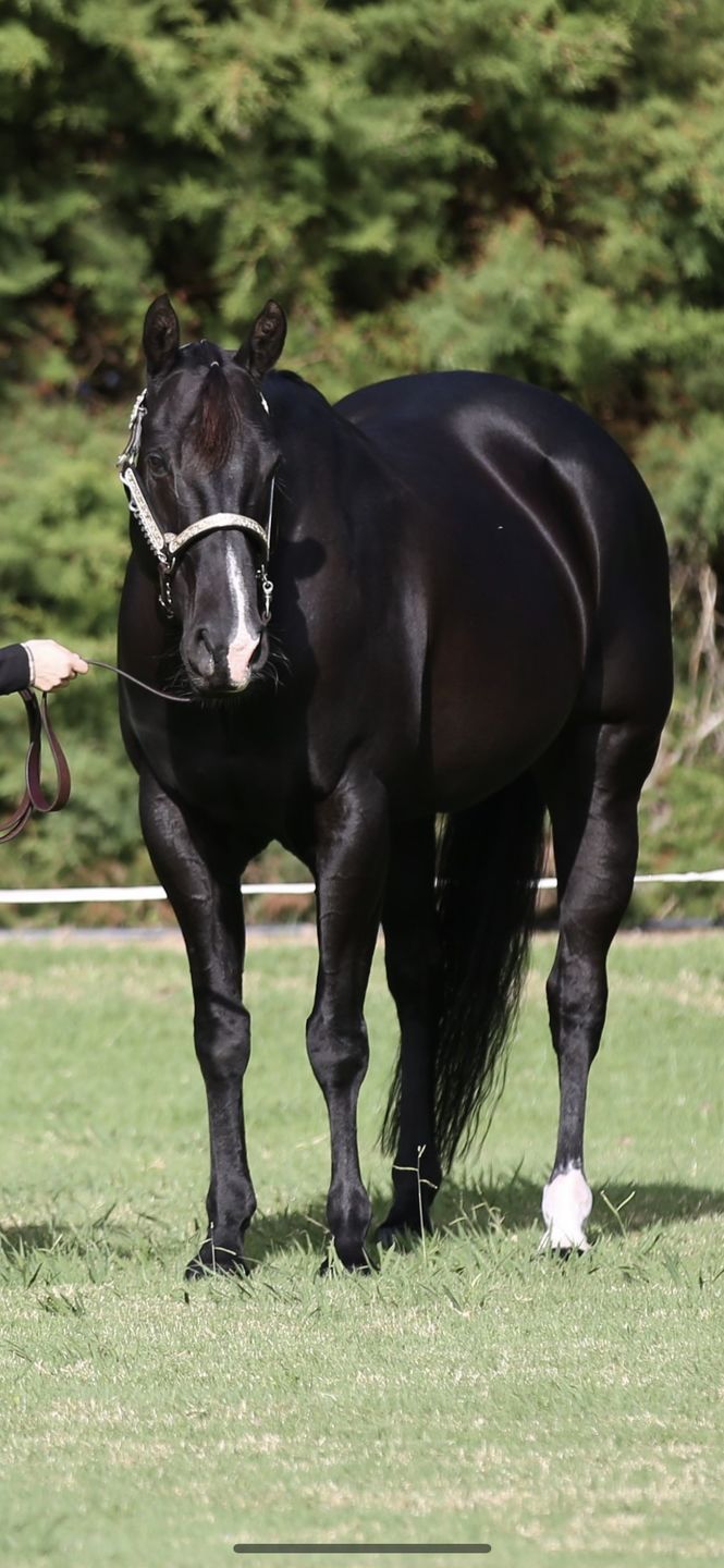 Customer photo review of Digestive VM - Equine Minerals & Vitamins