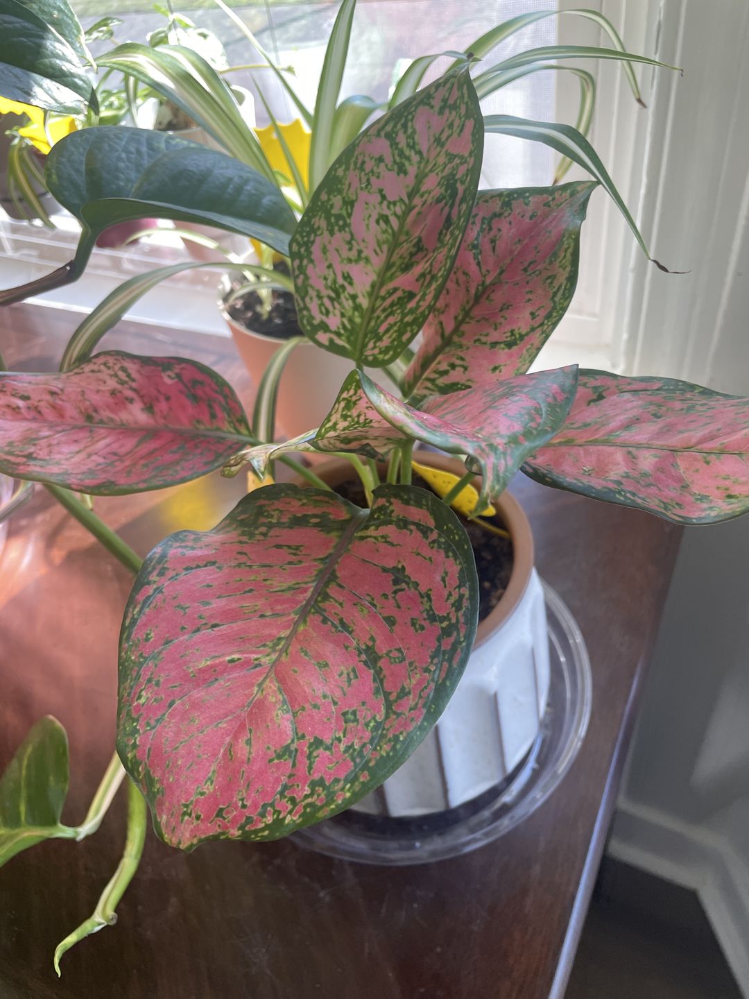 Customer photo review of Aglaonema 'Ruby Ray'