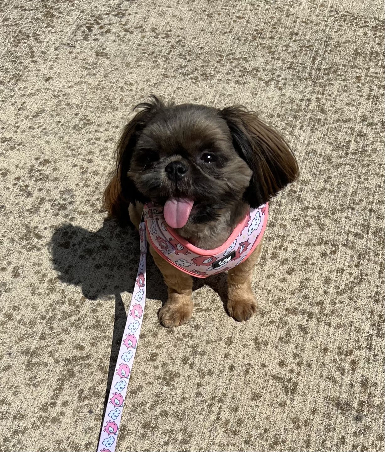 Customer photo review of Adjustable Dog Harness - Pigasus