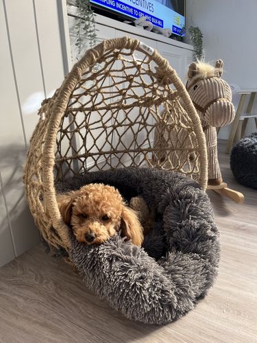 Customer photo review of All In One Pet Carrier Bag | Dog Bike Basket | Backpack for Dogs & Cats | Car Booster Seat