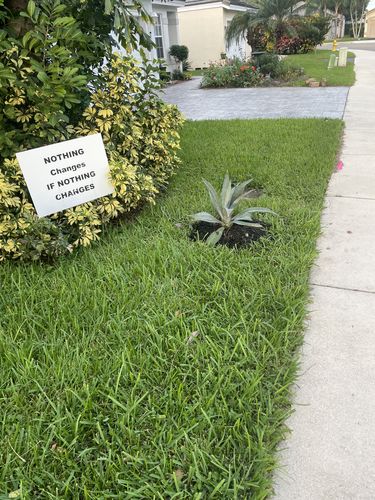 Customer photo review of Blue Agave