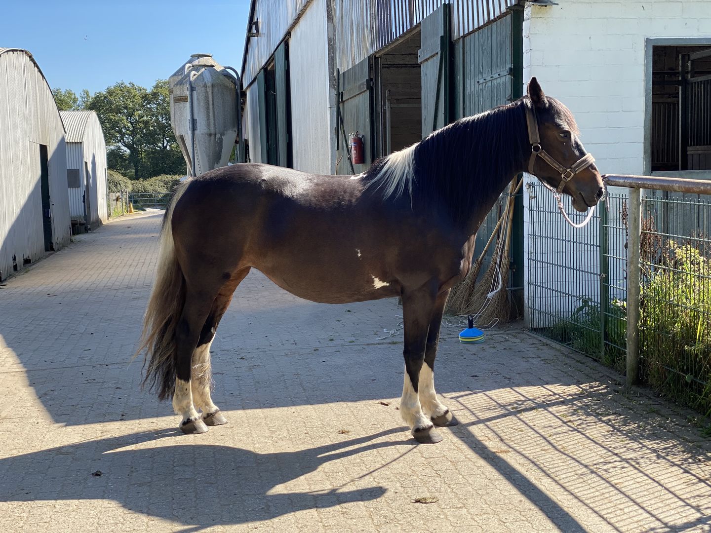 Customer photo review of Wurmtest Basic Pferd