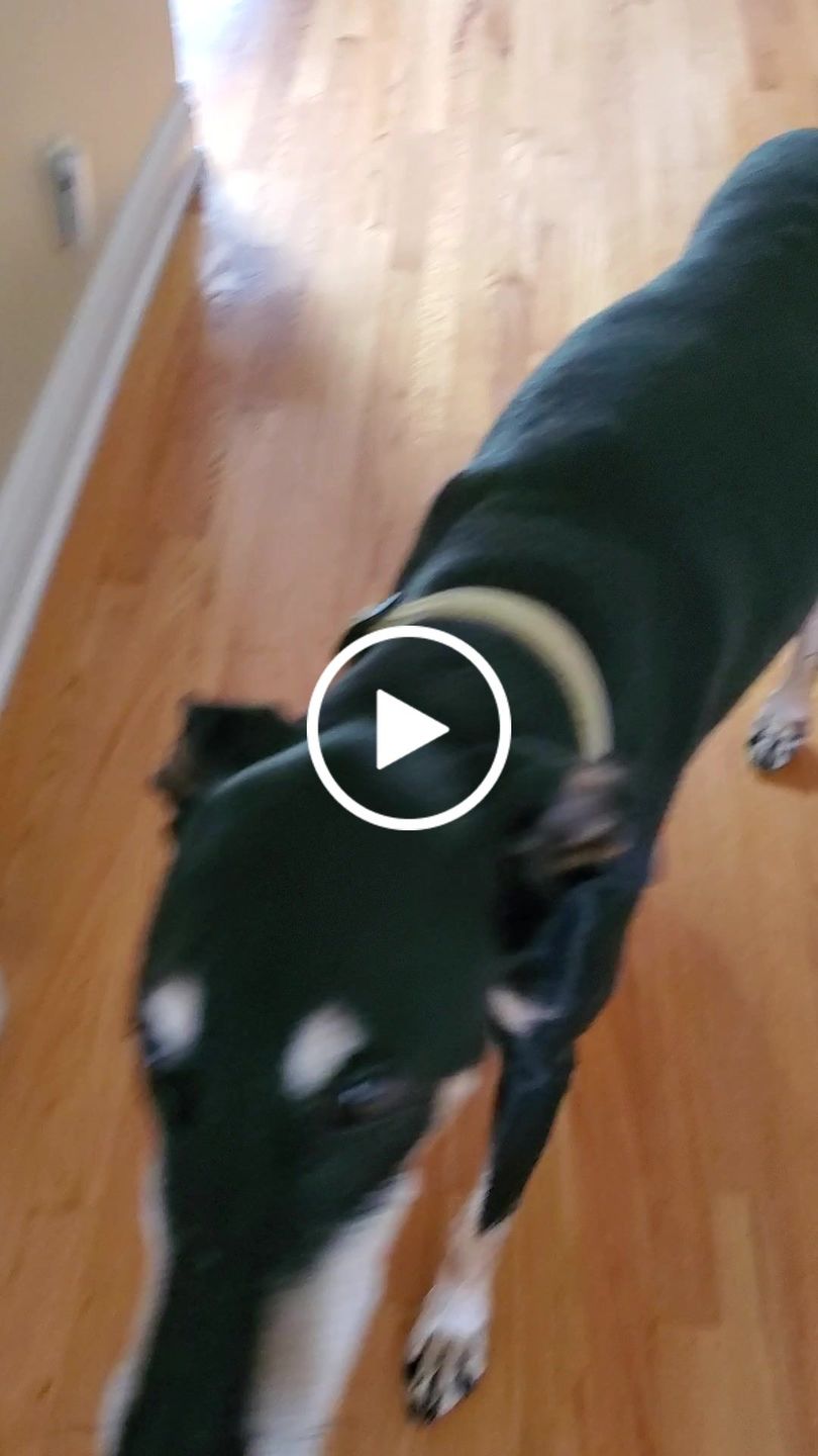 Customer video review of Custom Pet Portrait