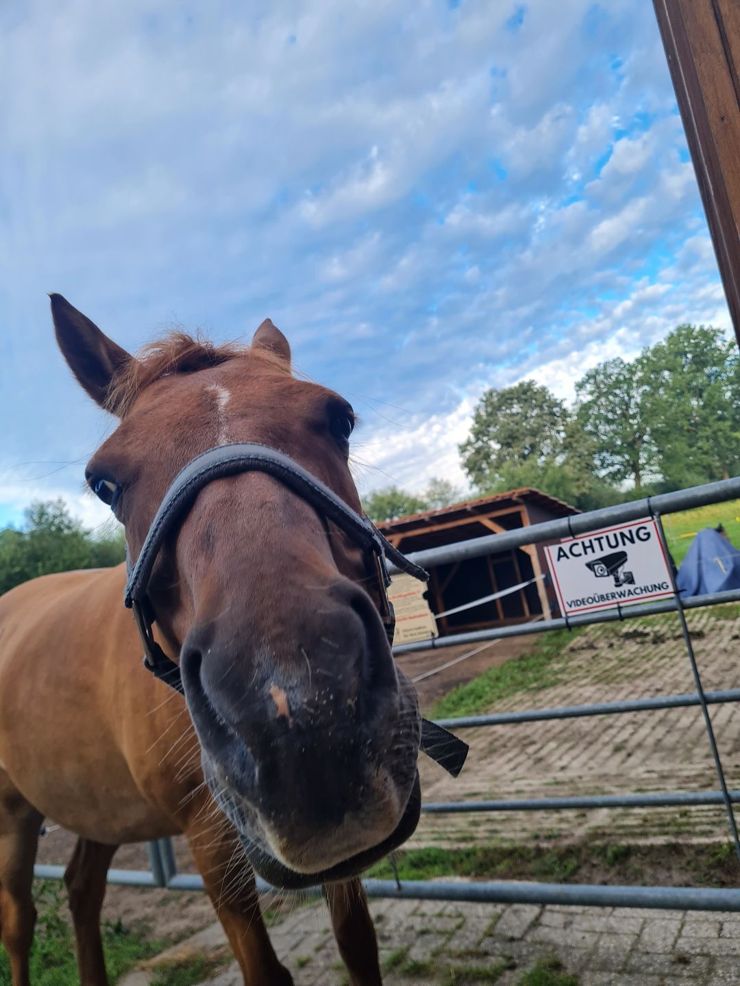 Customer photo review of Wurmtest Pro Pferd