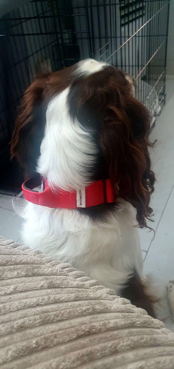 Customer photo review of 4cm Combat® Collar | With Handle & Rated Clip - Red v2.0