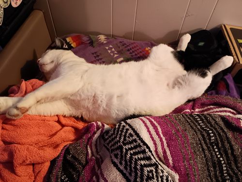 Customer photo review of FREE Water Pump Replacements For Life