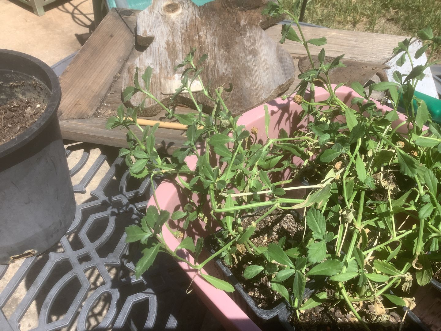 Customer photo review of Frog Fruit