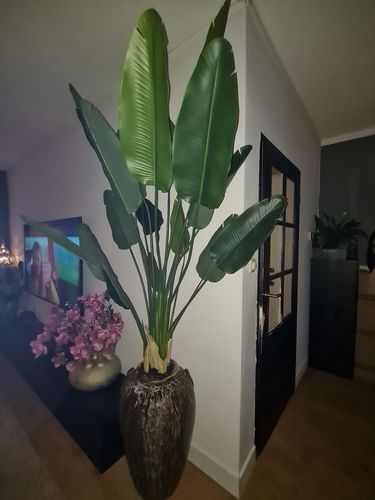 Customer photo review of Strelitzia Kunstplant 2 180cm