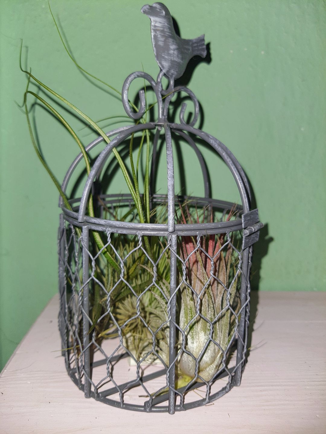 Customer photo review of Tillandsia butzii