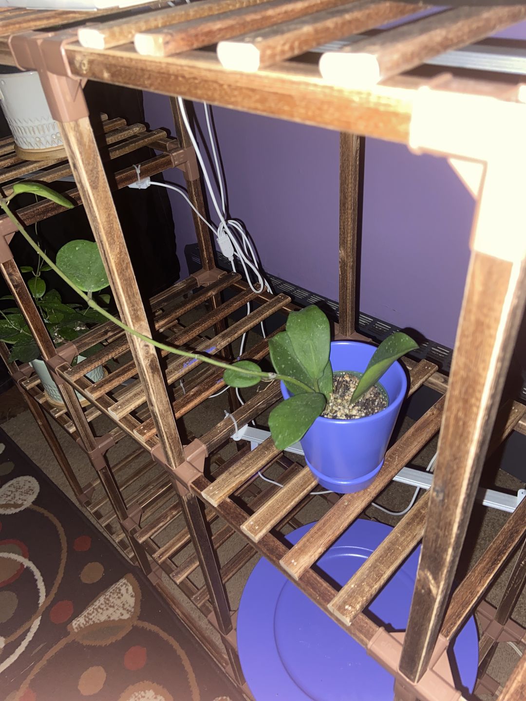 Customer photo review of Hoya obovata