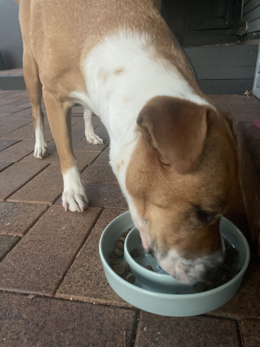 Customer photo review of Ceramic Slow Feeder Pet Bowl for Dogs and Cats