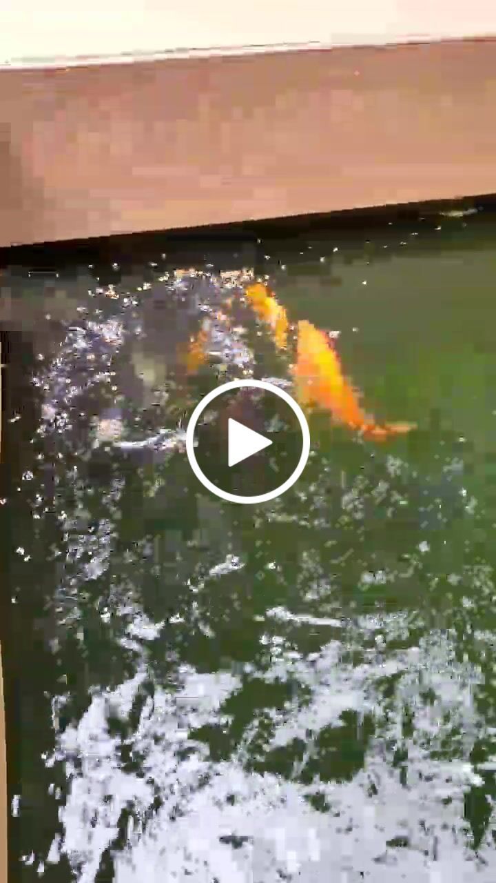 Customer video review of Aisuru Koi™ Staple Koi Food