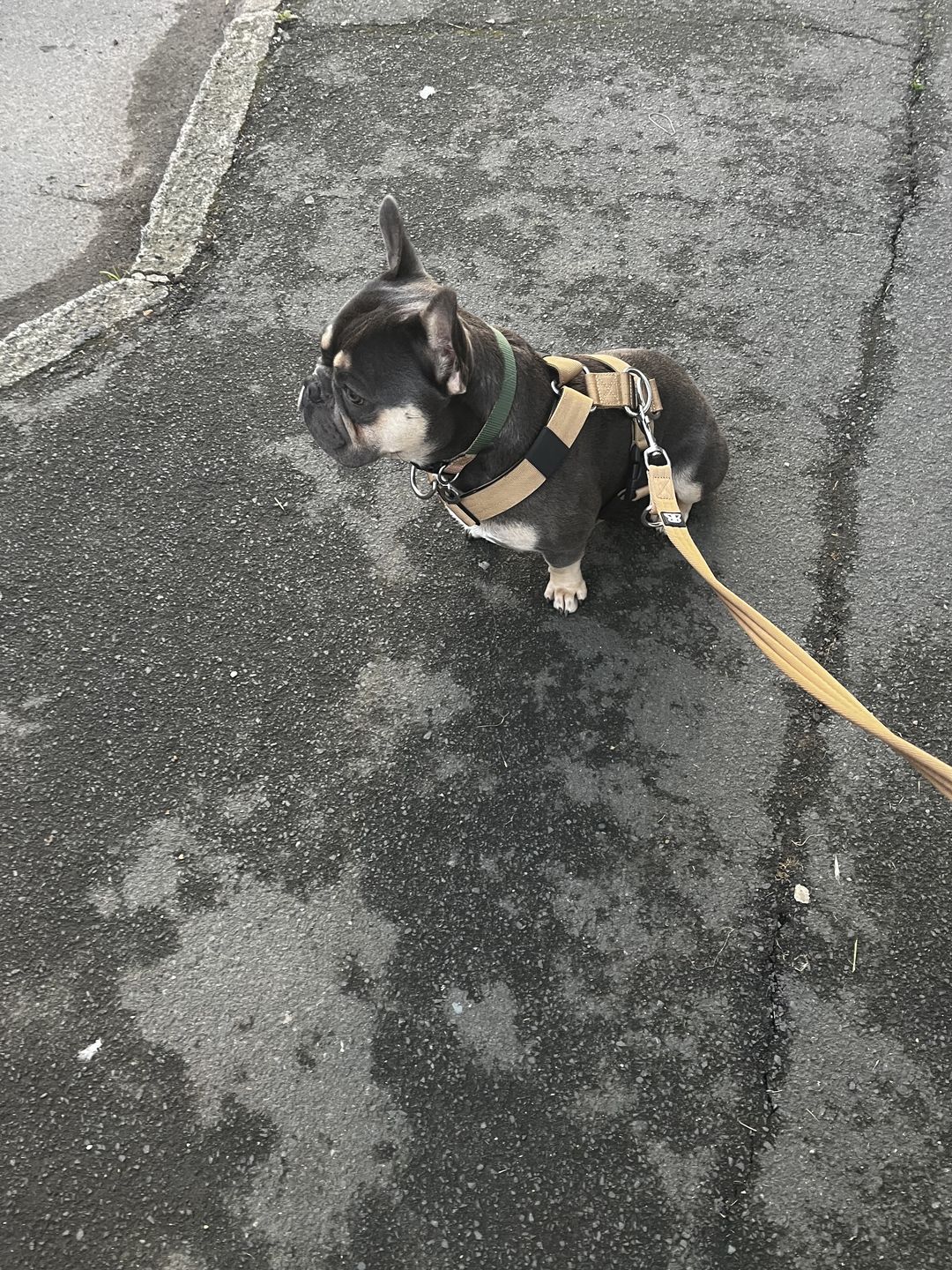 Customer photo review of TRI-Harness® | Anti-Pull, Adjustable & Durable - Dog Trainers Choice - Military Tan v2.0
