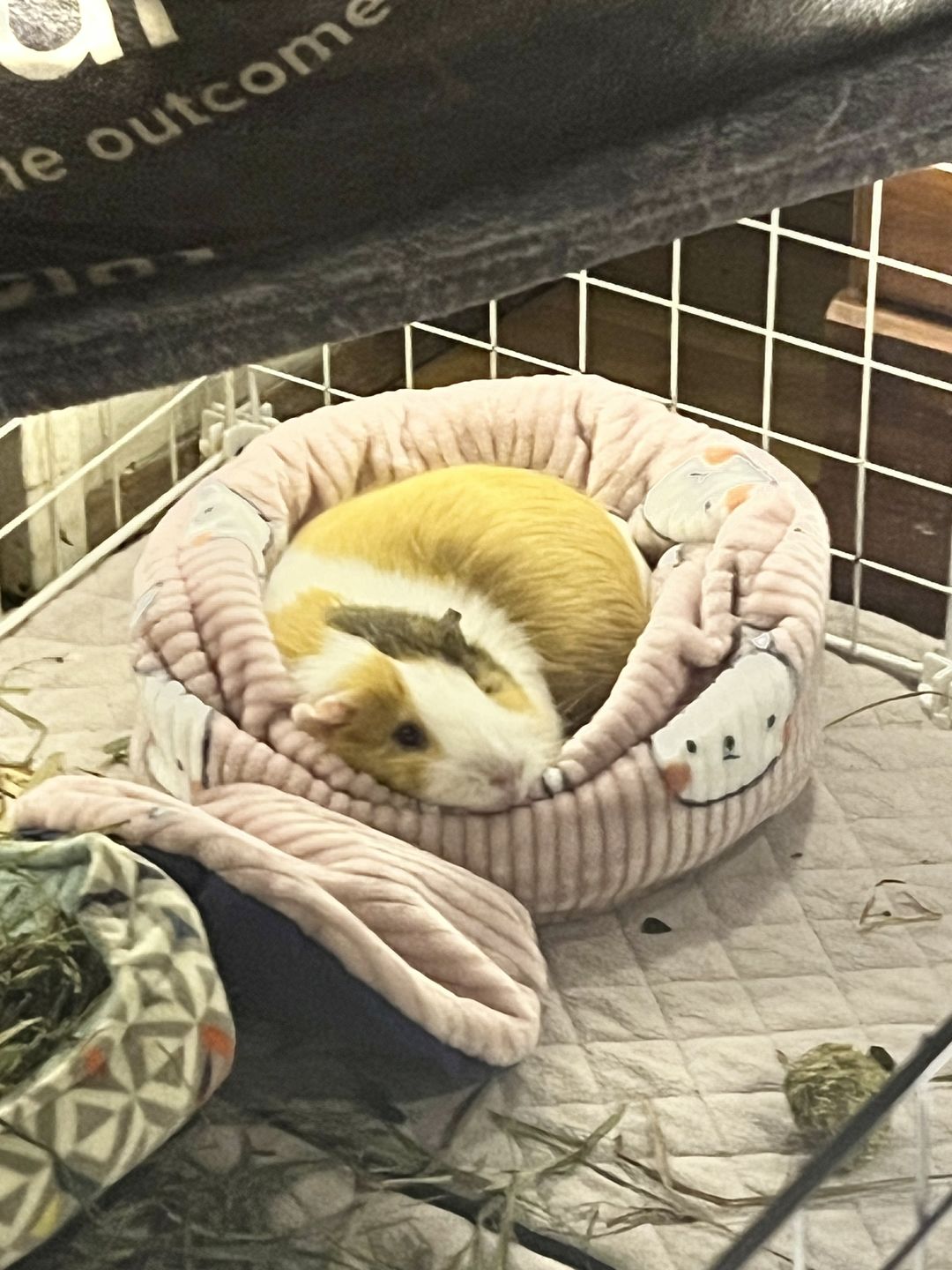Customer photo review of Piggy Play Package